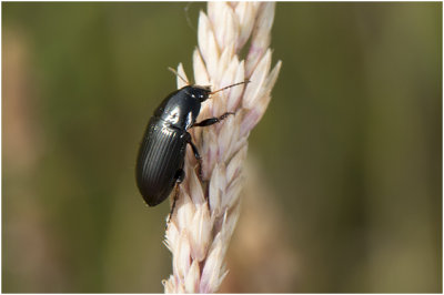 Glansloopkeversoort - Amara spec