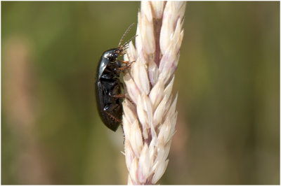 Glansloopkeversoort - Amara spec
