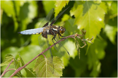 Platbuik - Libellula depressa - man - male