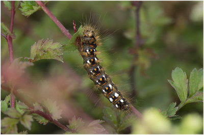Zuringuil - Acronicta rumicis