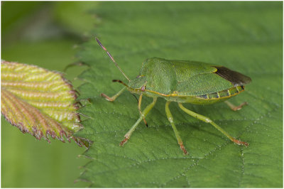 groene Stinkwants - Palomena prasina