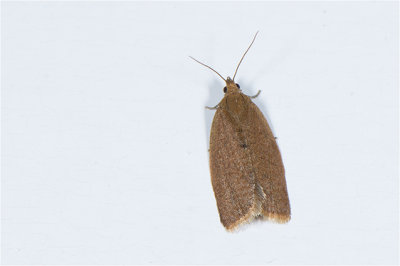 Tuinbladroller - Clepsis consimilana