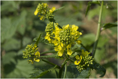 gewoon Barbarakruid - Barbarea vulgaris