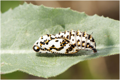 pop roodbonte Parelmoervlinder- Euphydryas maturna 