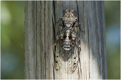 Provencaalse cicade  - Lyristes plebejus