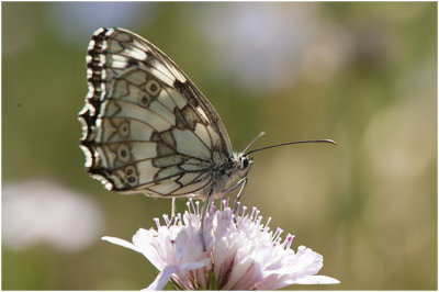 Dambordje - Melanargia galathea