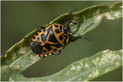 Sierlijke schildwants - Eurydema ornata - Punaise ornée