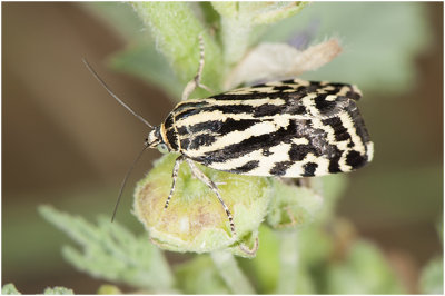 Panteruiltje - Emmelia trabealis
