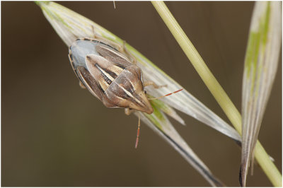 Mijterwants - Aelia acuminata