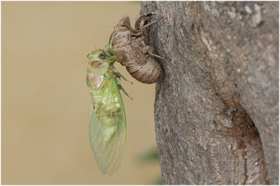 Provencaalse cicade - Lyristes plebejus - Cigale plbienne