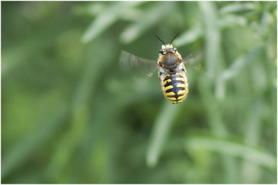 grote Wolbij - Anthidium manicatum - man