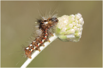 rups van Zuringuil - Acronicta rumicis