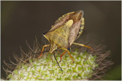 Schildwantsensoort - Carpocoris fuscispinus