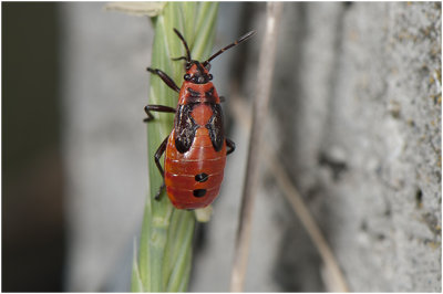 nimf van de Prachtridderwants - Lygaeus saxatilis
