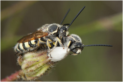 Wespensoort - Colpa sexmaculata