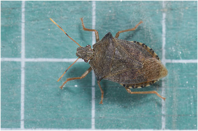 grauwe Veldwants - Rhaphigaster nebulosa