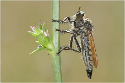 Roodbaardroofvlieg - Eutolmus rufibarbis