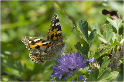 Distelvlinder - Vanessa cardui 