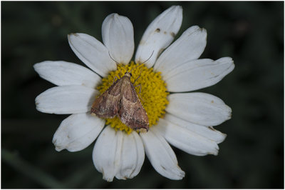 Strooiselmot - Endotricha flammealis