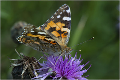 Distelvlinder - Vanessa cardui 