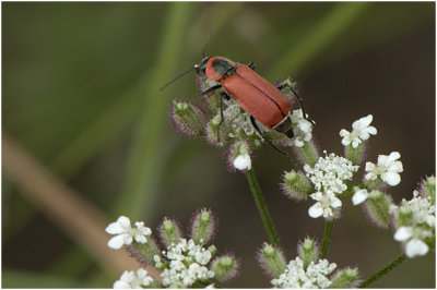 Roodschildkever - Lygistopterus sanguineus 