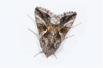 Gamma-uil - Autographa gamma