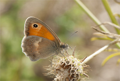 Hooibeestje  - Coenonympha pamphilus