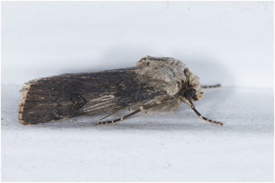 Puta-uil - Agrotis puta
