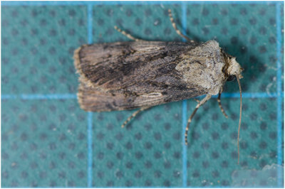 Puta-uil - Agrotis puta
