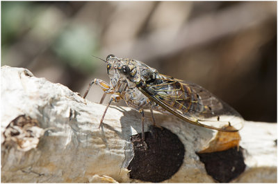 Provencaalse cicade - Lyristes plebejus
