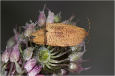 Anjerbladroller - Cacoecimorpha pronubana