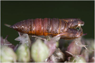 Anjerbladroller - Cacoecimorpha pronubana