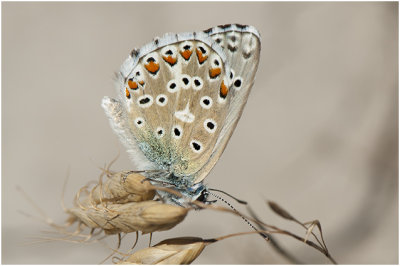 Adonisblauwtje - Polyommatus bellargus 