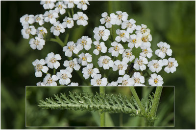 gewoon Duizendblad - Achillea millefolium