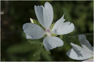 Muskuskaasjeskruid - Malva moschata 'Alba'