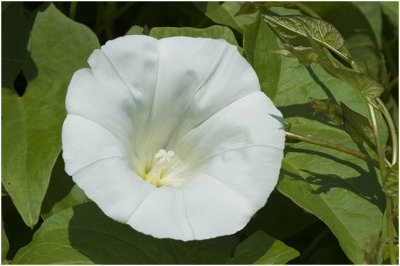 Haagwinde - Convolvulus sepium