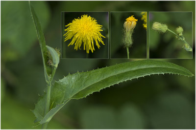 Akkermelkdistel - Sonchus arvensis