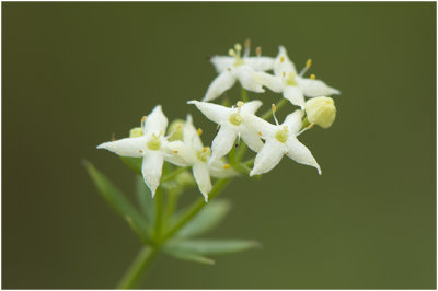 Moeraswalstro - Galium palustre