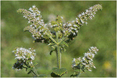 witte Munt - Mentha suaveolens