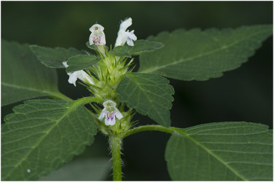 gewone Hennepnetel - Galeopsis tetrahit