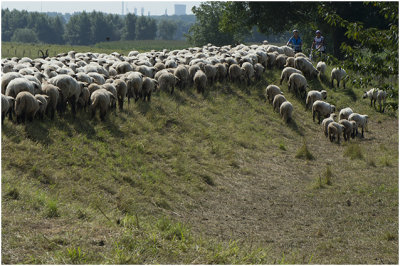 schapen blokkeren het fietspad...