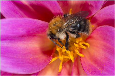 Akkerhommel - Bombus pascuorum