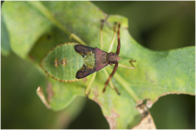 Nimf van smalle Randwants - Gonocerus acuteangulatus