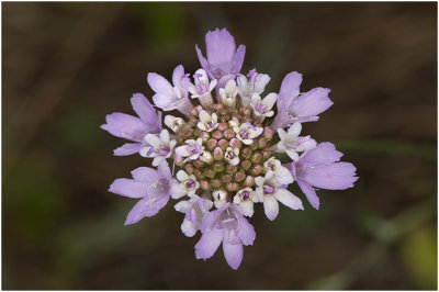 Duifkruid - Scabiosa columbaria