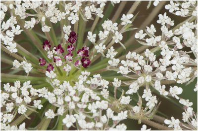 wilde Peen - Daucus carota