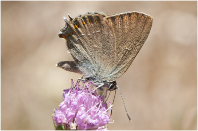 bruine Eikenpage -Satyrium ilicis