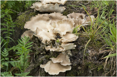 gewone Oesterzwam - Pleurotus ostreatus