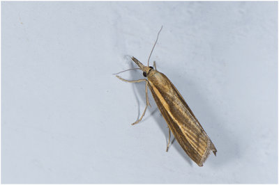 variabele Grasmot - Agriphila tristella