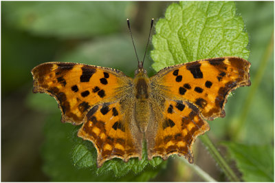 gehakkelde Aurelia - Polygonia c-album