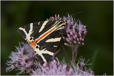 Spaanse Vlag - Euplagia quadripunctaria